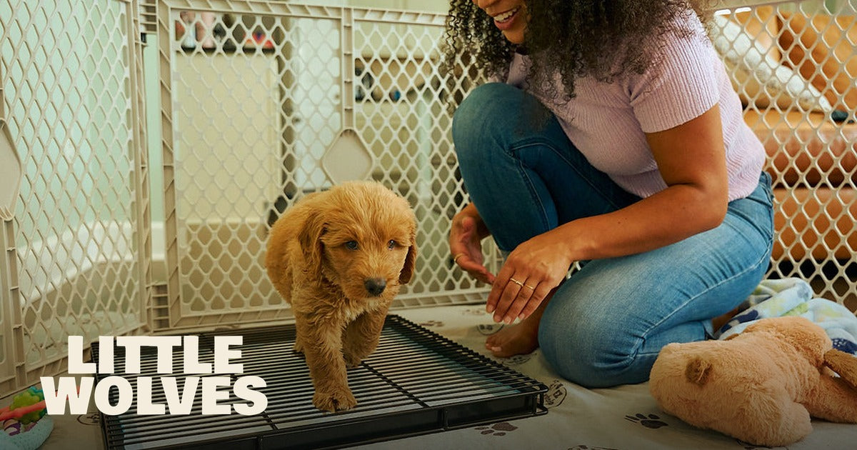 Little Wolves Potty Tray 22" x 22" vs Potty Pads & more: Which Is Best?